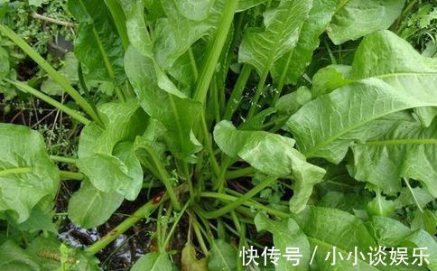 野菜|农村这种野菜叫“金不换”，药用价值非常高，很多人都不知道！