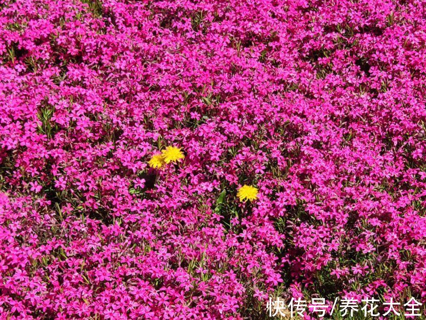 50种花春天播种,长满小院子,能开一整年