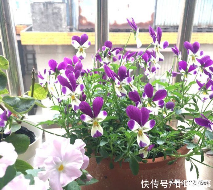 5种“过期药”别扔，磨成粉养花，代替生根粉营养液，杀菌防病害