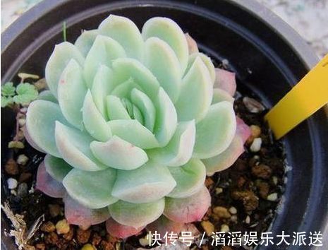 安妮公主|喜欢玫瑰,不妨试试“珍品玫瑰”安妮公主,丰腴婀娜,芳姿耀眼