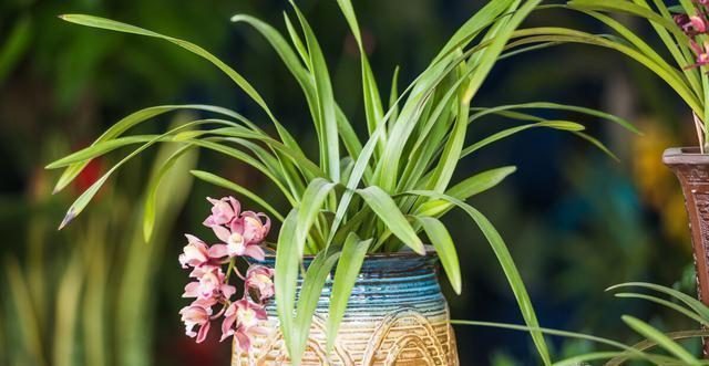 施肥|夏季养兰花要慎重,分清楚养护工作上的事,什么该做,什么不该做