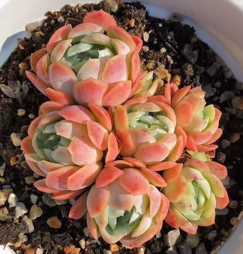 过年在家，做5种“果蔬水”，半个月浇1次，花儿吃了疯长！