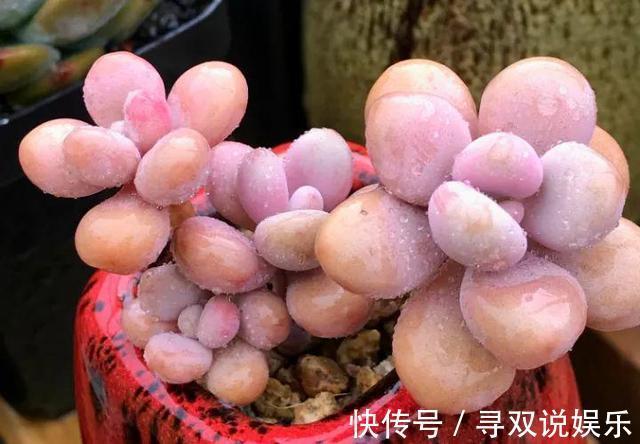 9月开始,养桃蛋“牢记”2个字,半年养的“胖嘟嘟”,萌化了