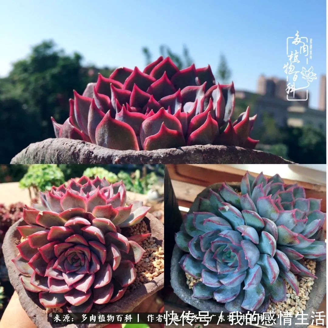 养多肉的路上患得患失,却依然如最初般热爱!