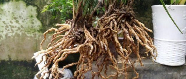 老爸用这个植料养兰,呼呼冒出大白根,又壮又多