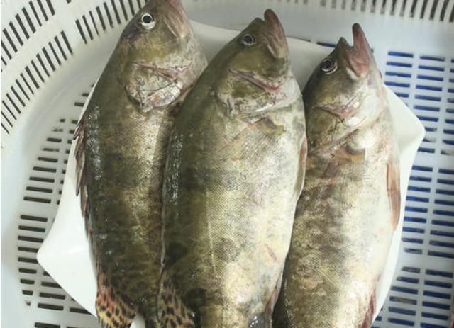土豪|我国最美味的4种鱼,听说过的就很了不起,吃过两种以上都是土豪