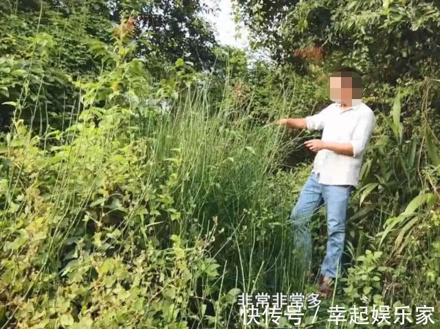 土麻黄|农村一种“光棍”野草,无花无叶只有杆,但煎水喝眼睛越来越明亮