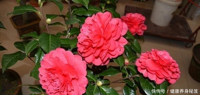 3种“酸水”养花必备，一月浇一次，绿的像刷漆，大花开不断！