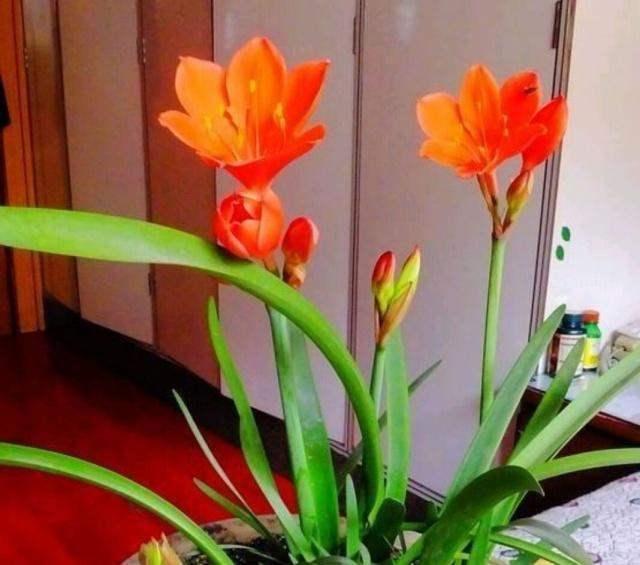 换盆一定要浇“定根水”别傻，3种花别浇，不然黑腐又烂根