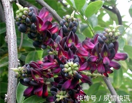 五味子|此花随风飘荡,在空中争奇斗艳,散发出浓郁的花香,象征着高洁