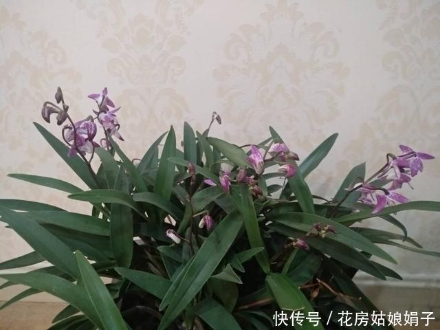 三分钟时间,带您了解石斛兰的养护技巧,养好石斛兰就这么简单