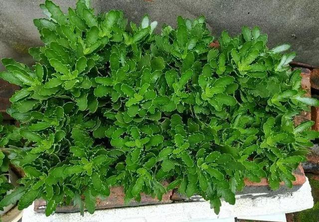 玛格丽特|6种漂亮花，秋天千万不要“乱修剪”，影响一年开花量