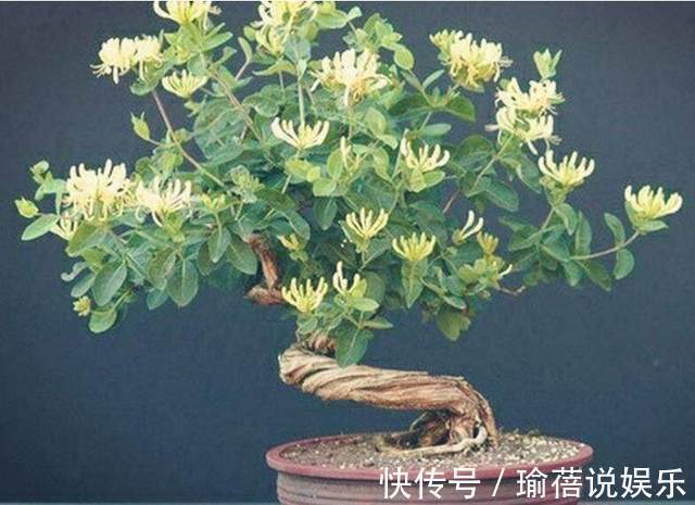 垂枝式|婆婆山上挖野草，拿回家做成盆景，随便一盆价值上万！