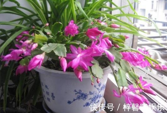 磷酸二氢钾|想让蟹爪兰“开完还开”，就浇“1种水”，20天就见效！