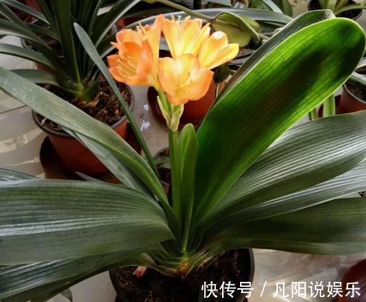 花卉|此种“好东西”,给君子兰“喂1点”,冒出“大花苞”,花期长!