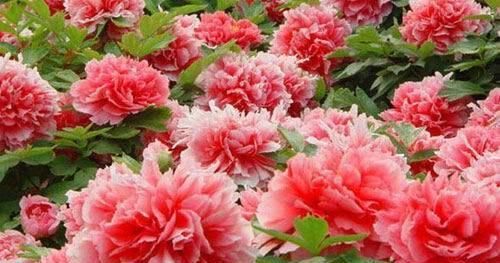 农村小院种植花卉相当流行,种植这些花儿比较好看,而且花期超长