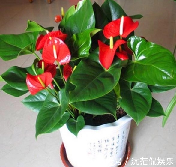 红掌|秋天养红掌,老花匠教你3个字,一朵花开3月,叶子油绿翠亮