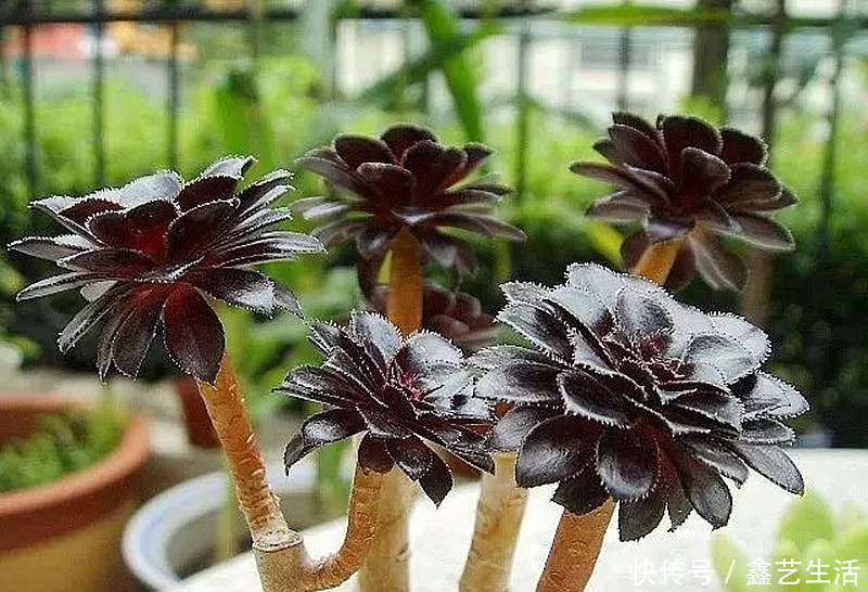 最全多肉养护法！十足干货！自己收藏就不用问别人啦！