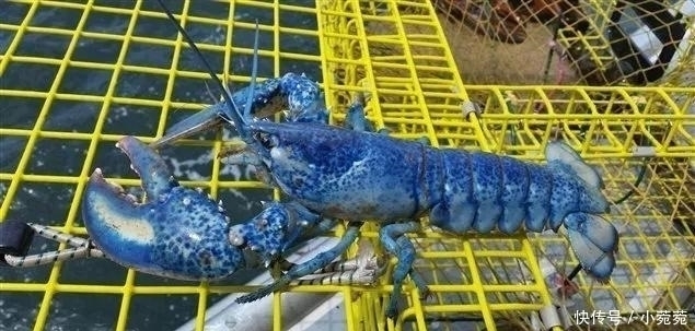 来自|世界上最贵的4大海鲜,第一名来自中国,但国人却几乎很少见过