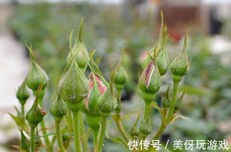 月季花开不好,是你还没明白这些,只要此样做,花朵开得又大又美