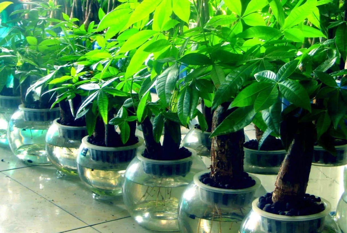 喜欢养花,就养几种寓意好的植物,送礼家养两不误