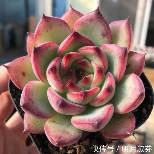 多肉阳台党终于放弃了蒂亚,因为遇见了篝火,颜色火红皮实好养