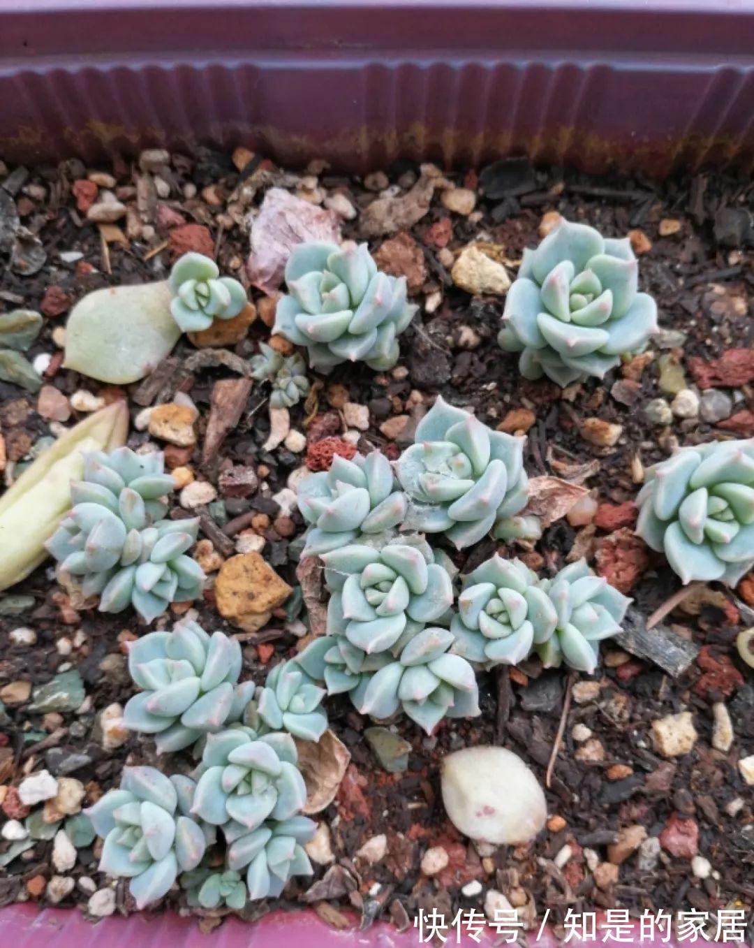 多肉|给花赶紧摘叶子，掐光后别浇水，立马又冒10个芽