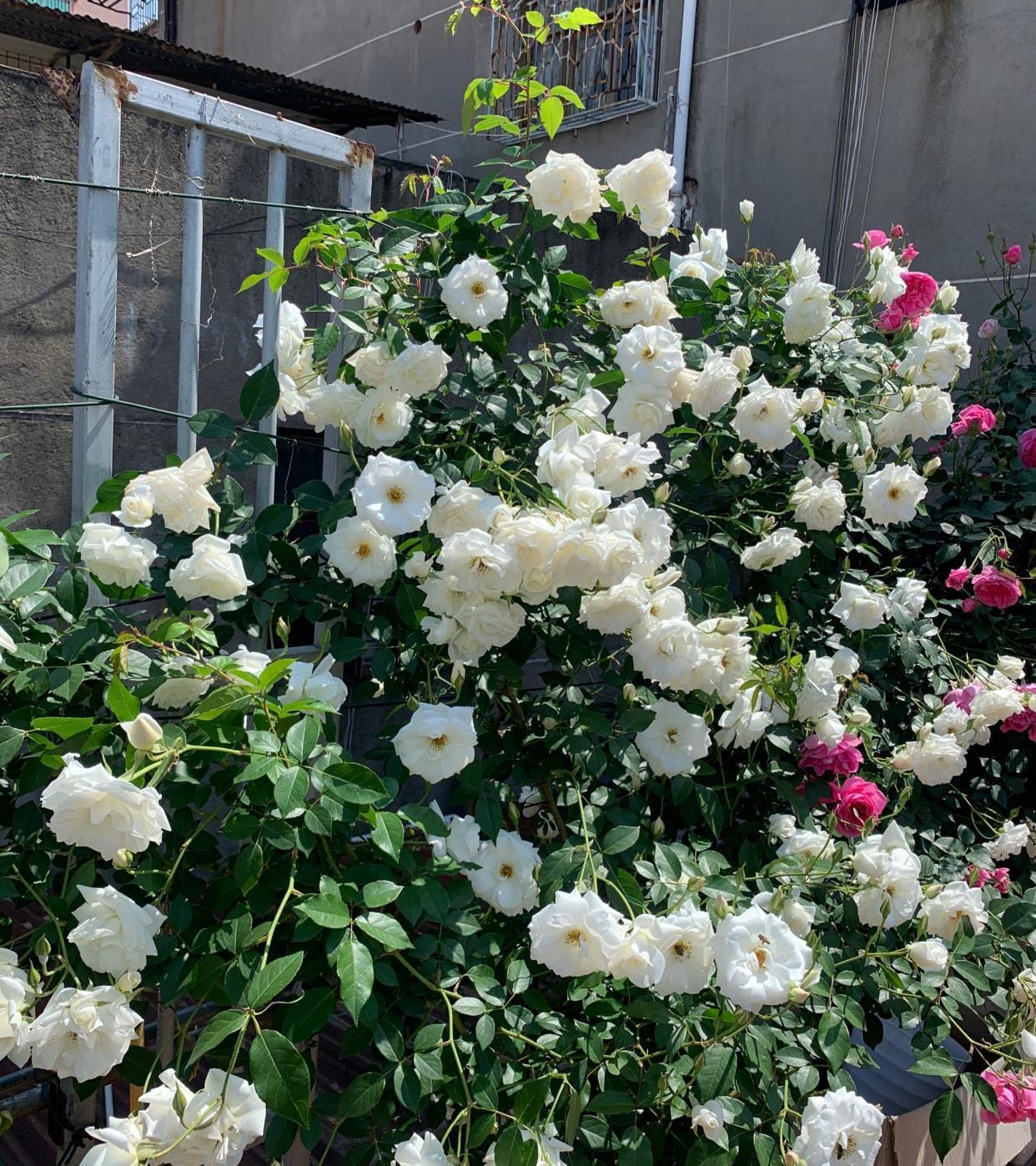月季花|阳台也能养的藤本月季,丰花勤花,能给你一面美丽花墙