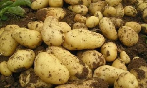 营养师|营养师吃土豆不能放此物,吃了就是没病找病,自己找罪受