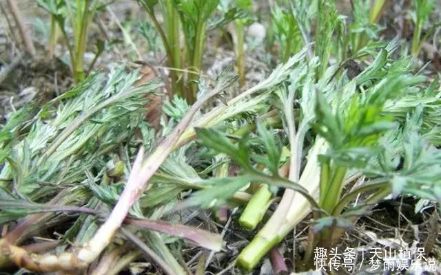 一种野草，酷似艾草，价值极为珍贵，您若遇见，请珍惜