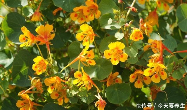 适合小阳台的花草,挂起来养,能开成“花瀑布”!