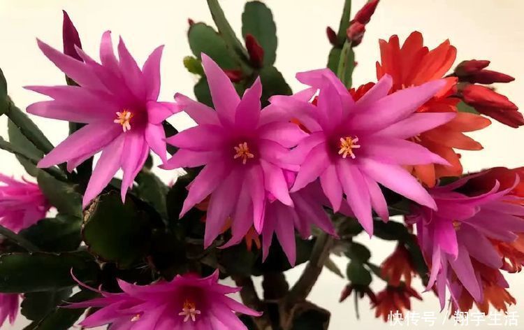 蟹爪兰爱烂根,3种解决方法,随便选一种,根不烂,年底花开满盆