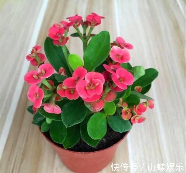 断肠花|家里有小孩不要养这种花,全身都有毒,别怪我没提醒你