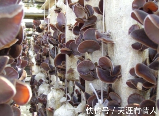 维生素e|38岁男子吃素半年血脂变稳,医生:3物是血脂“刷脂王”,可多吃