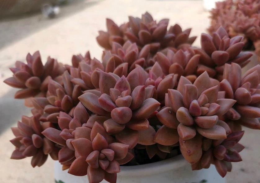 姬胧月|养多肉,若想茎叶肥美,速成老桩,该掌握哪些诀窍?