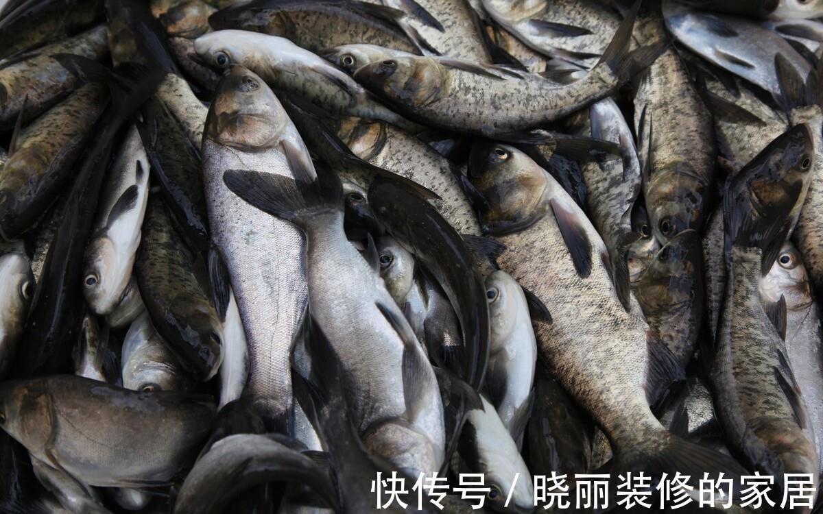 鲫鱼|家喻户晓的“四大家鱼”也有人能答错？这四种鱼才是，别再搞错了