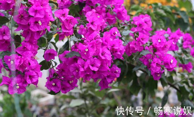 三角梅烂根不要怕，“1招”处理，七天恢复，马上开花“爆盆”