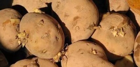 兰花最爱吃“垃圾”，吃完花芽蹭蹭长，不到30天就爆盆！