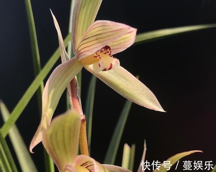 服盆|兰花翻盆:两花不翻、两水不浇、两肥不施,你做对了吗