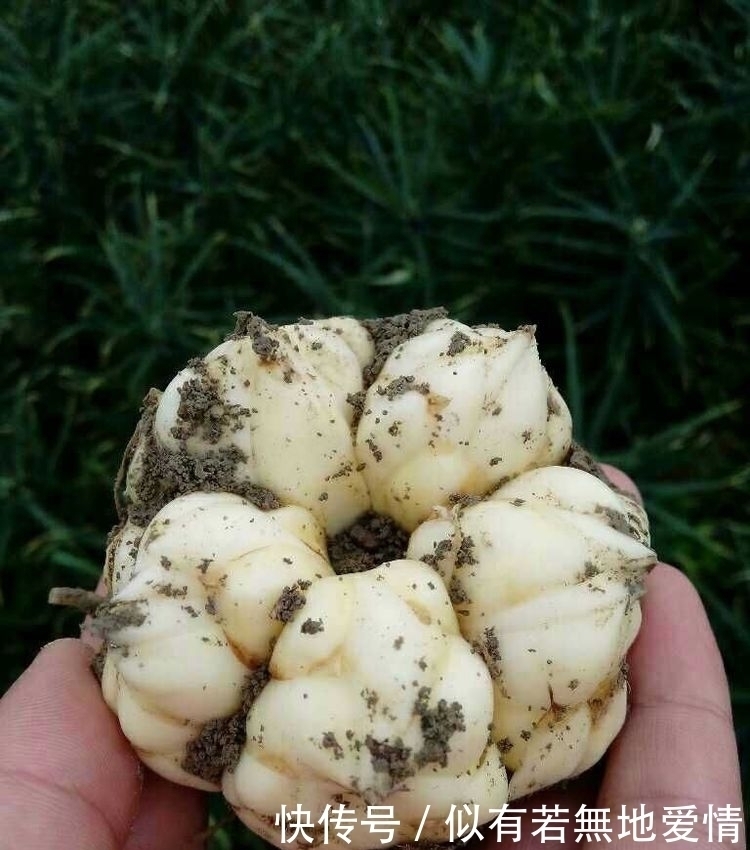 马蹄菜|农村大山特有的6种美味蔬菜，个个都很美味，你吃过几种