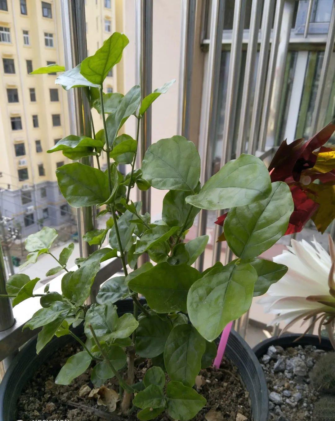 母株|养花技巧:给花切个小口子,埋土里100%生根,根本不用扦插!