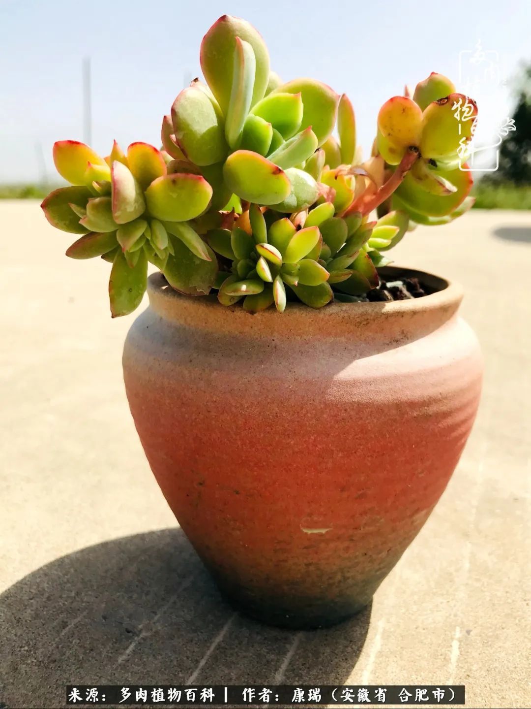 养肉之路,道阻且长,累的是身体,净的是心灵!