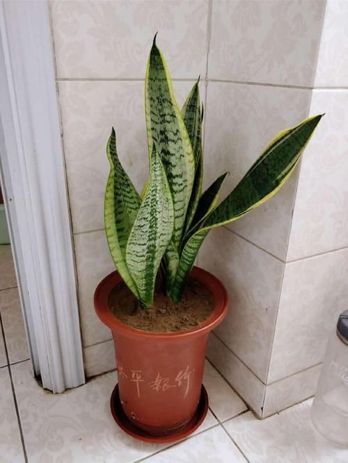 吊兰|卫生间适合养“4种花”，不仅耐旱、易养活，还可除菌、净化废气