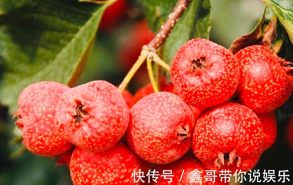 美白|爱吃山楂的人,身体不会差,美白祛斑,补血活血,大肚子也没了