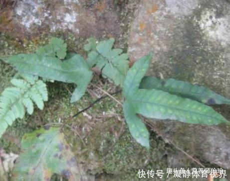 火炭母|2种野草,若你还能见到,请好好珍惜,药用价值极高,可遇不可求