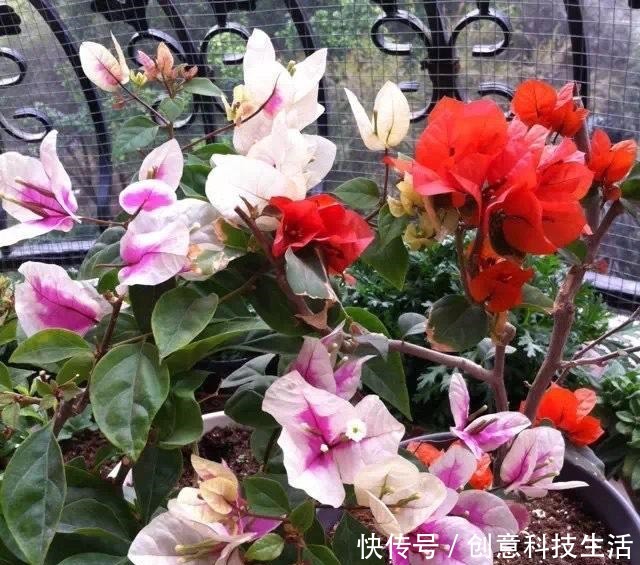 家中养三角梅，做到“1个多2个少”，长成花棚，开花一大片！