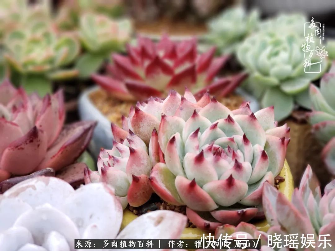 万圣节|养多肉六年,从痴迷到佛系,世事漫随流水,唯有喜爱永恒!