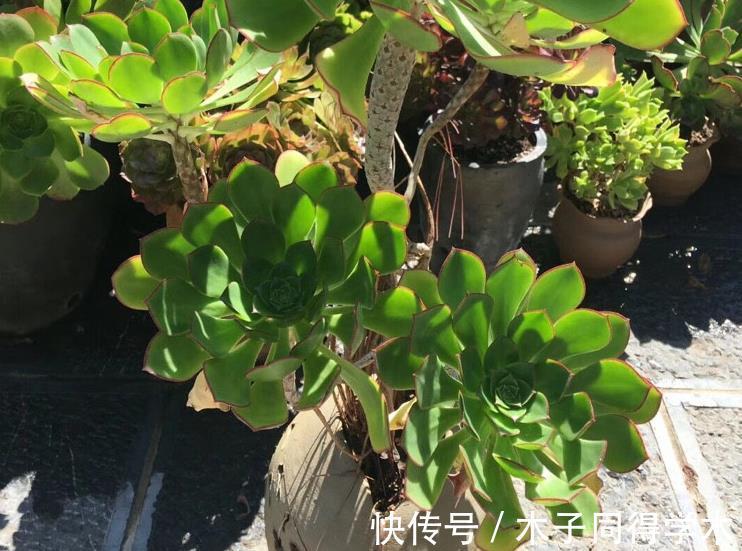 枝叶|养多肉绿羊绒，这些打理到位，爆头易，还能持久散发出花香