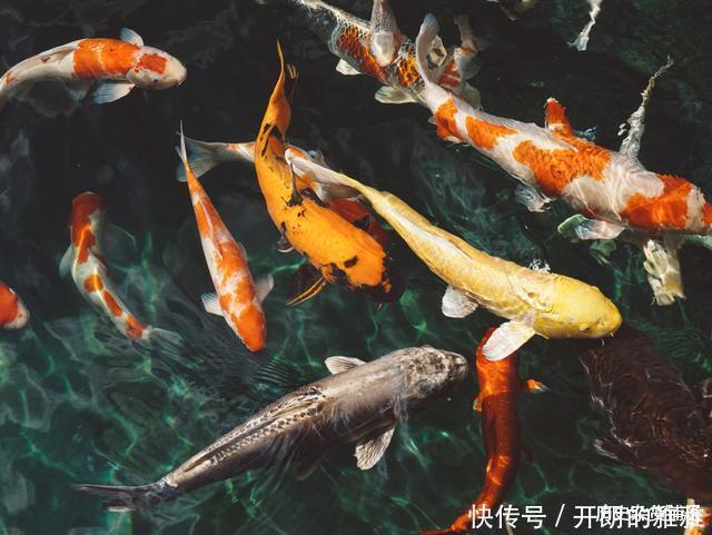 天庭众神吃龙肉,大鹏也敢吃,龙族地位如此之高,怎么不阻止