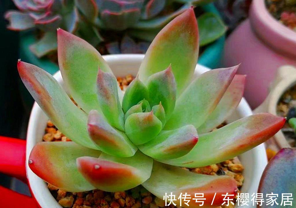 品种|养多肉费钱吗？这份省钱秘籍请收好，不费钱还会越养越开心